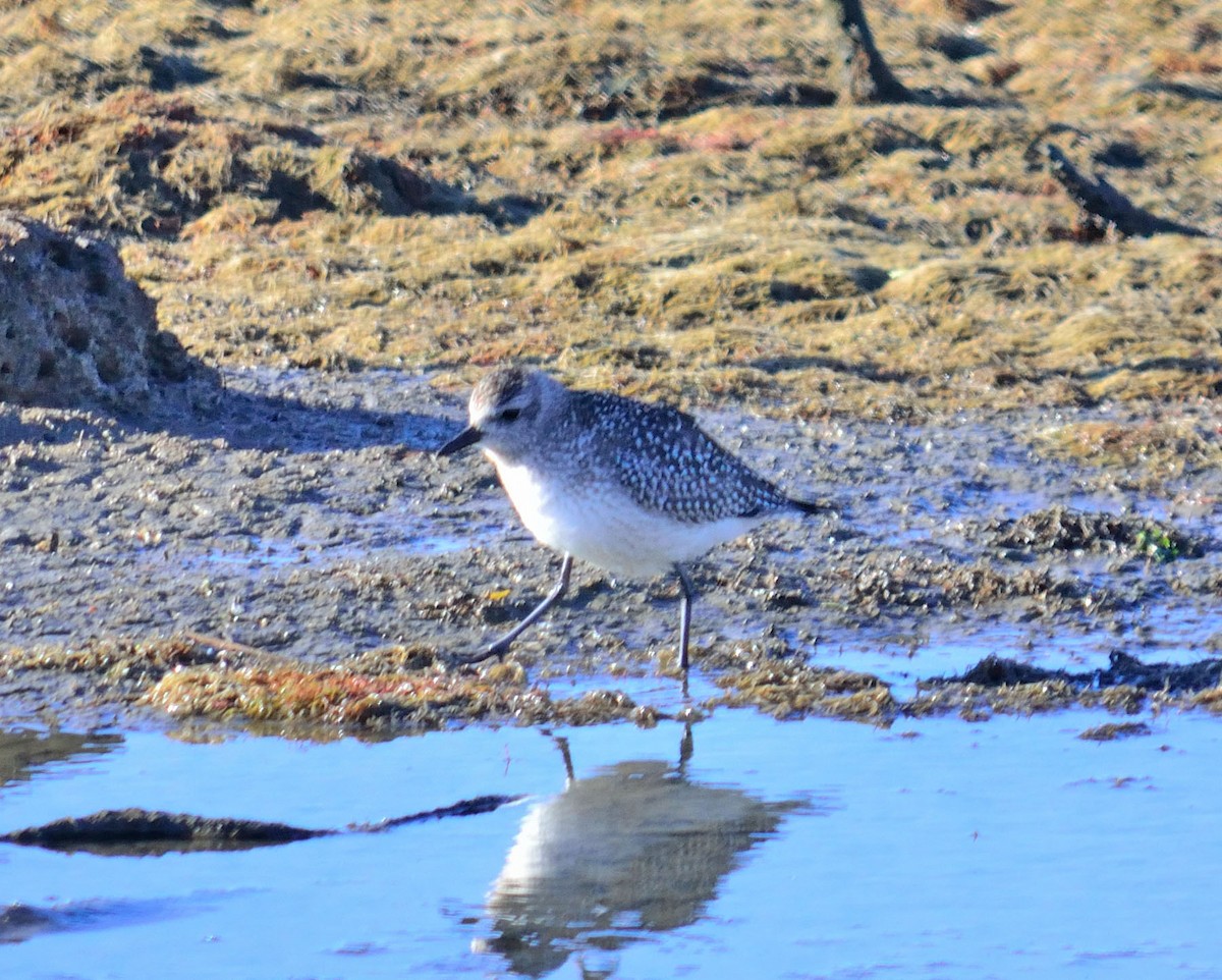 Black-bellied Plover - Theodosis Mamais