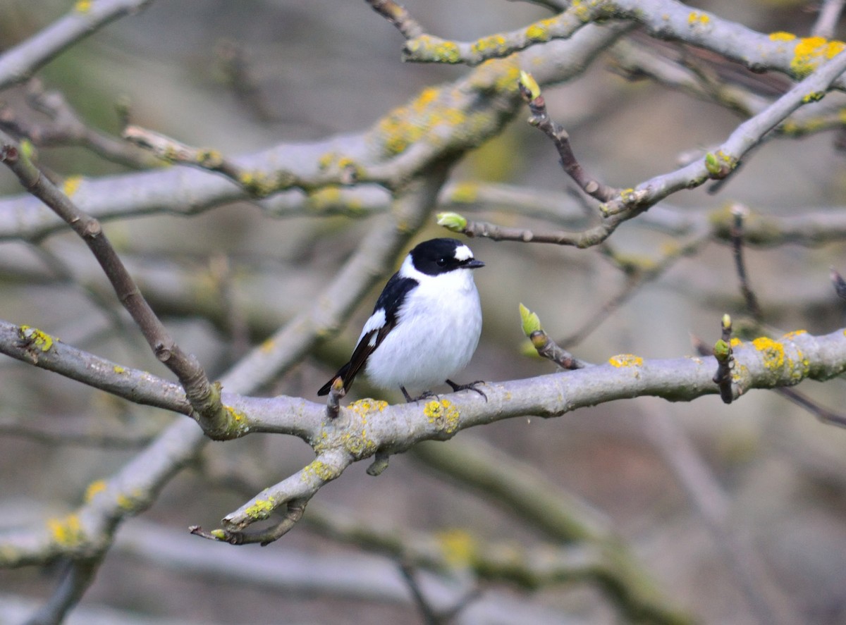 Collared Flycatcher - Theodosis Mamais