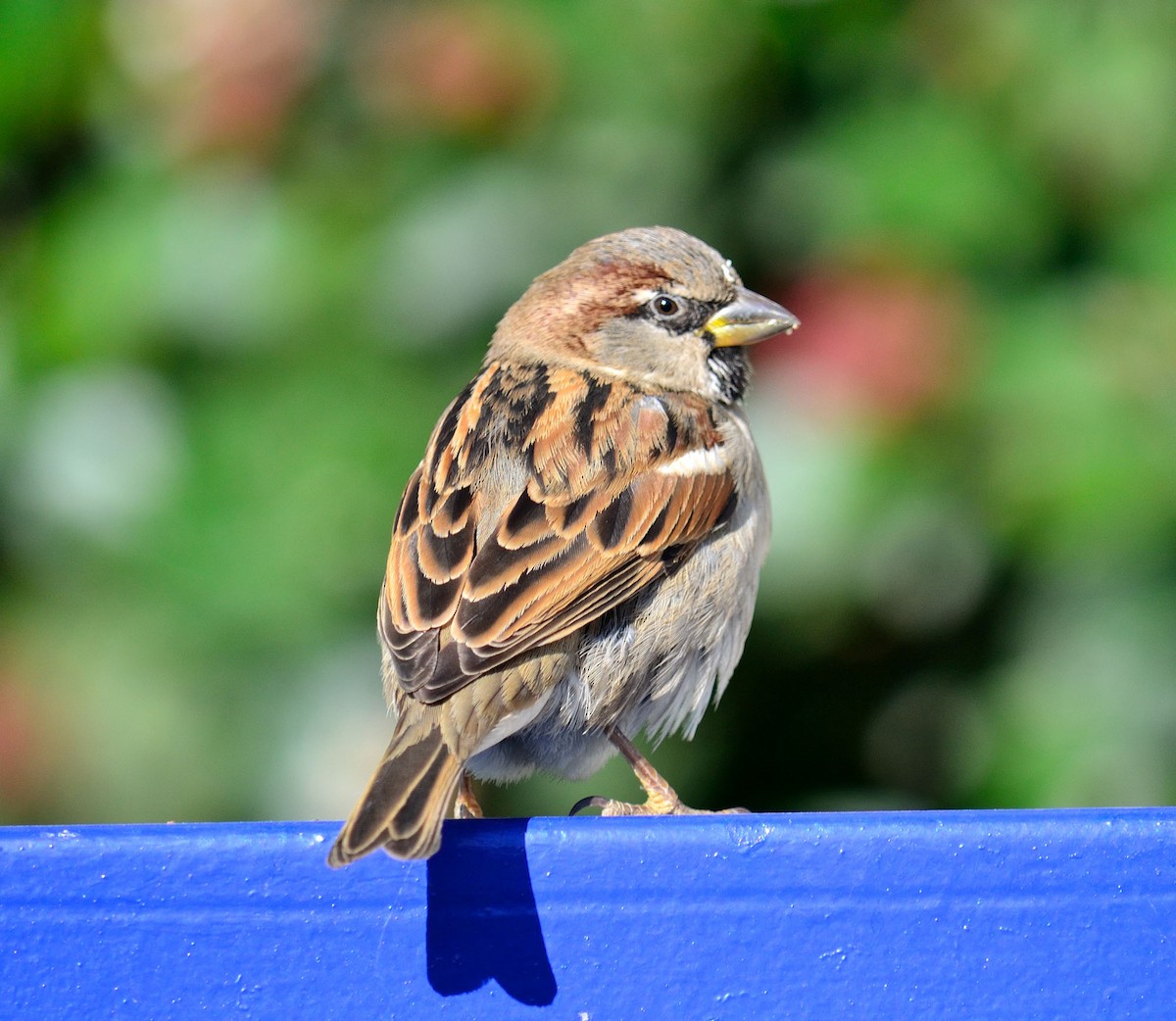 House Sparrow - Theodosis Mamais