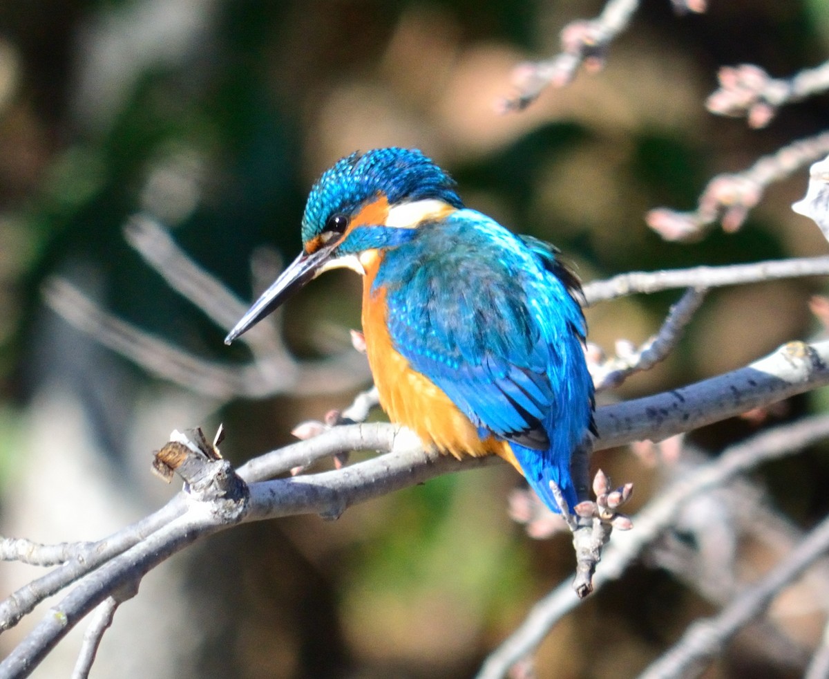 Common Kingfisher - Theodosis Mamais