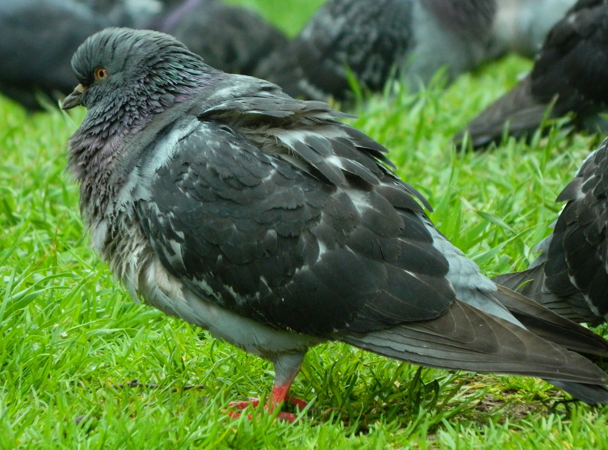 Rock Pigeon (Feral Pigeon) - Lukasz Pulawski