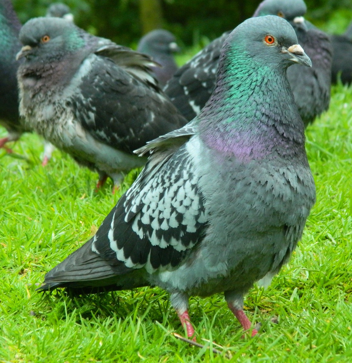 Rock Pigeon (Feral Pigeon) - Lukasz Pulawski