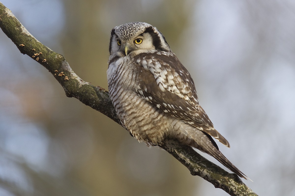 Northern Hawk Owl (Eurasian) - Henrik Bringsøe
