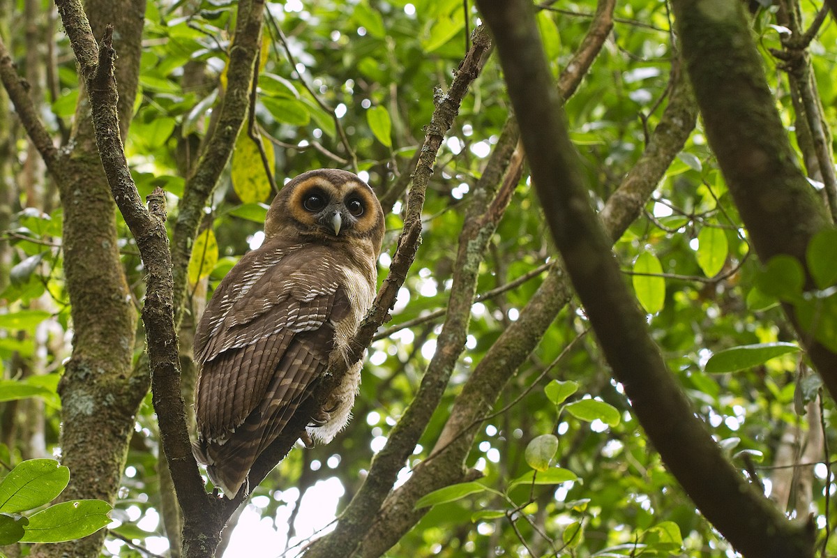 Brown Wood-Owl (Brown) - Henrik Bringsøe