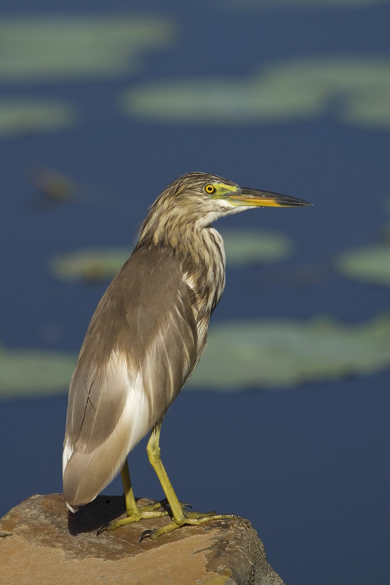 Indian Pond-Heron - Henrik Bringsøe