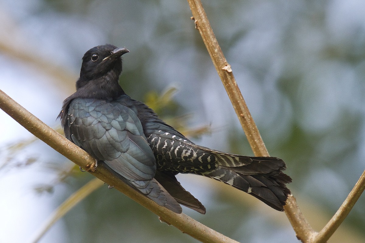 Square-tailed Drongo-Cuckoo - ML204527021