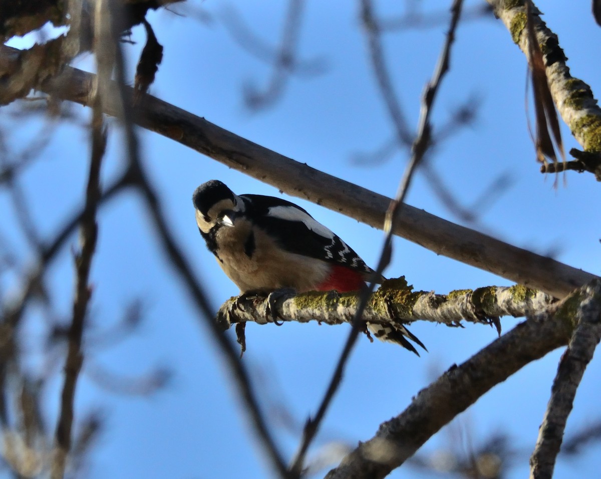 Great Spotted Woodpecker - Theodosis Mamais