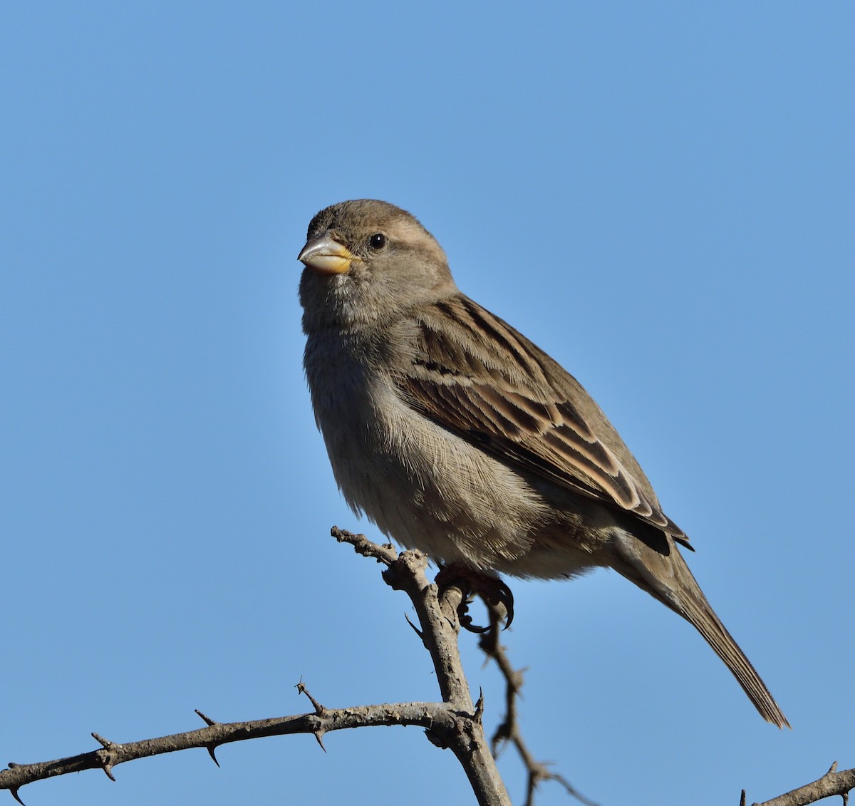 House Sparrow - Theodosis Mamais