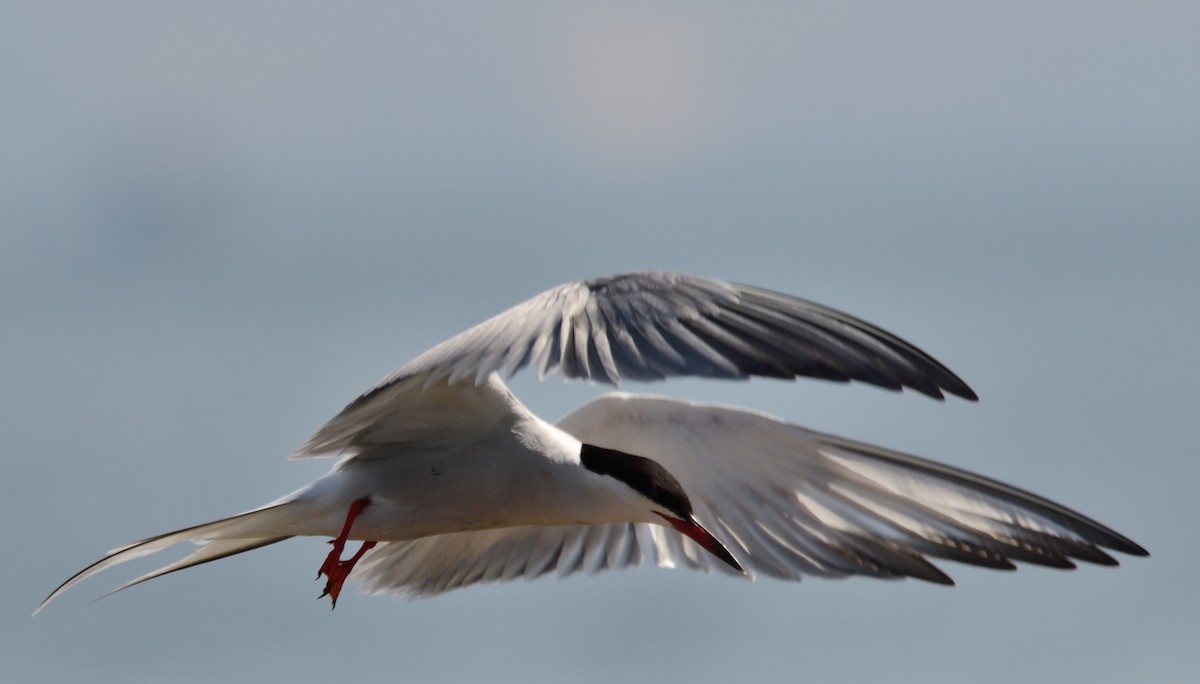 Common Tern - Theodosis Mamais