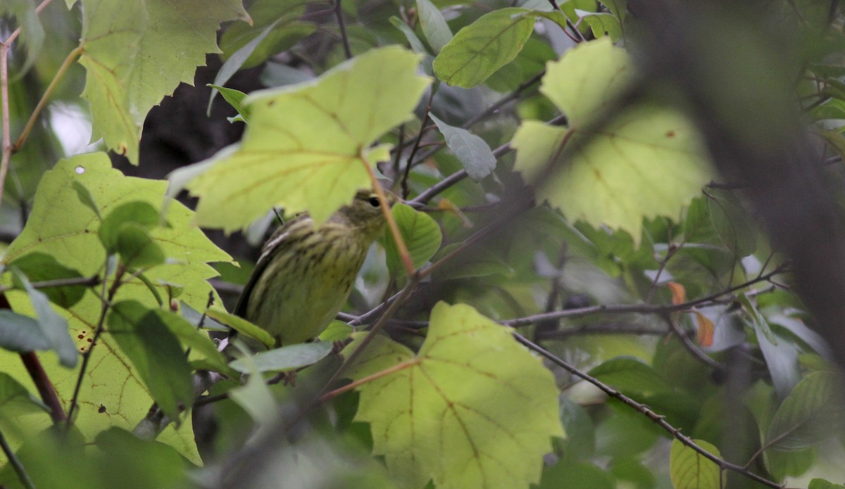 Cape May Warbler - ML20452931