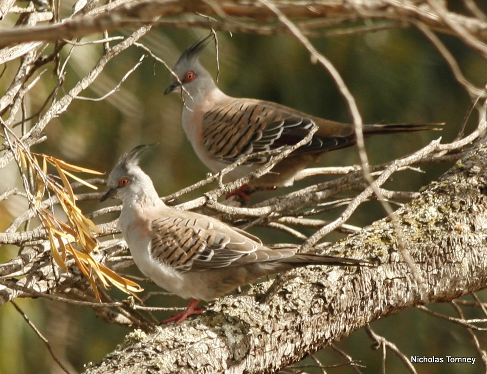 Crested Pigeon - ML204529441