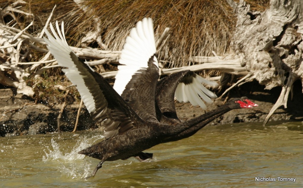 Black Swan - Nicholas Tomney