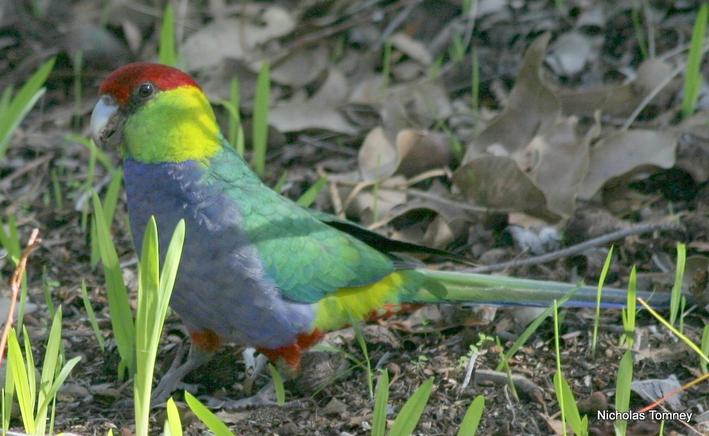 Red-capped Parrot - ML204529481