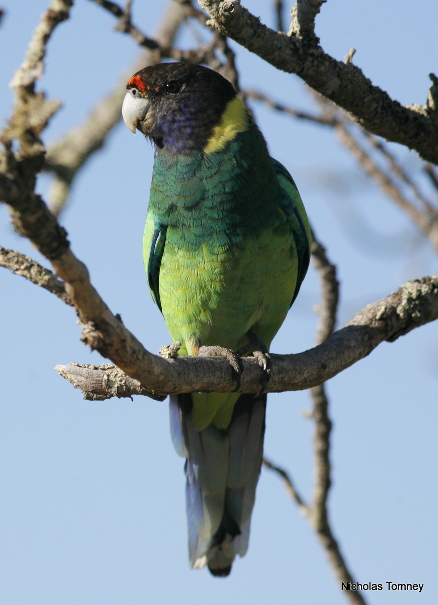 Воротничковый попугай (semitorquatus) - ML204529511
