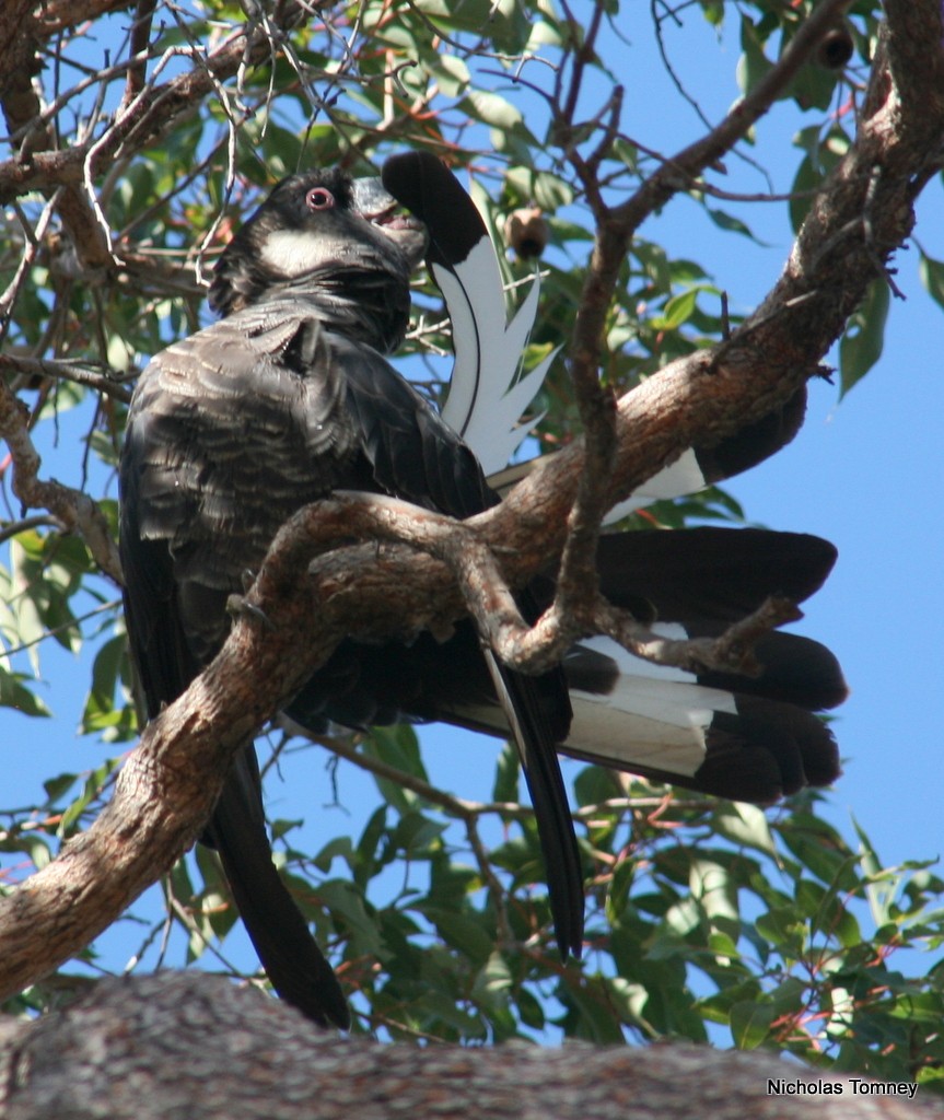 Baudin's Black-Cockatoo - Nicholas Tomney