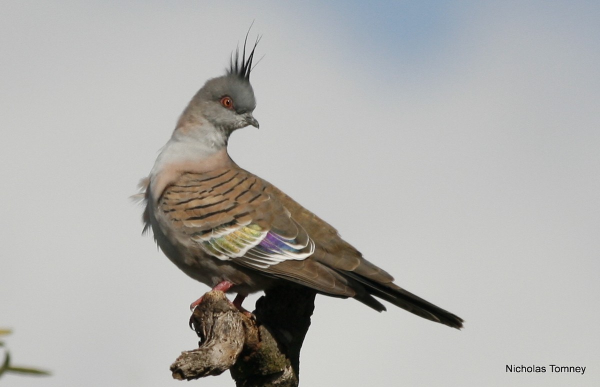 Crested Pigeon - ML204529811