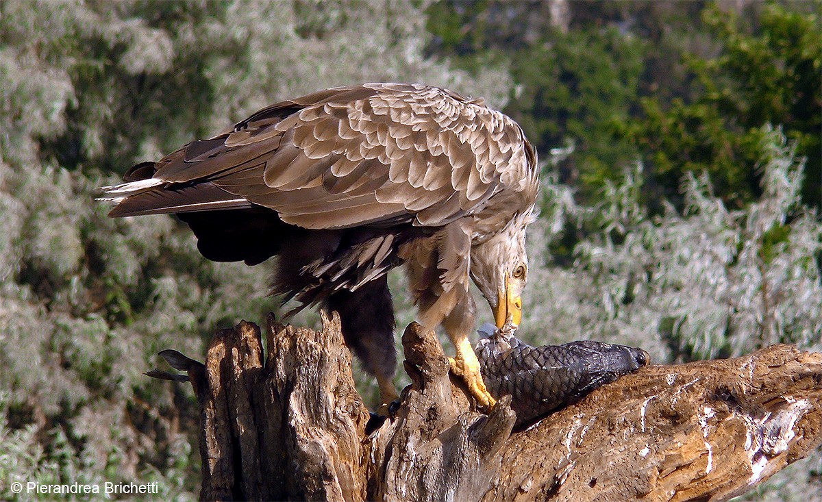 White-tailed Eagle - Pierandrea Brichetti
