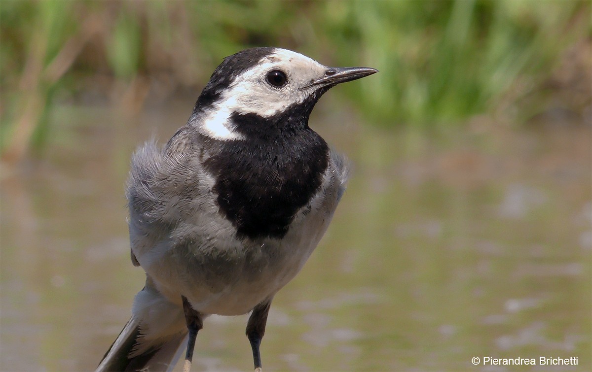 White Wagtail (White-faced) - ML204529931