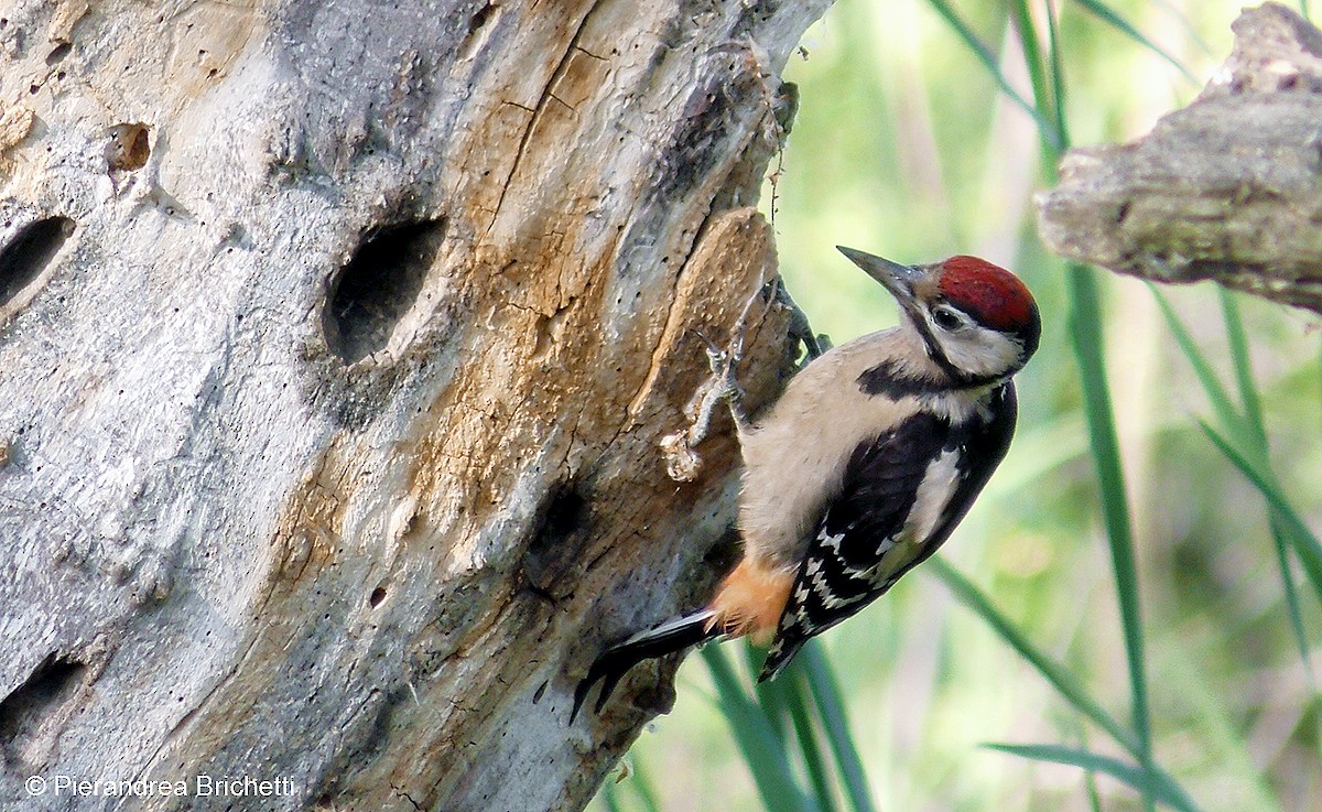 Great Spotted Woodpecker (Great Spotted) - Pierandrea Brichetti
