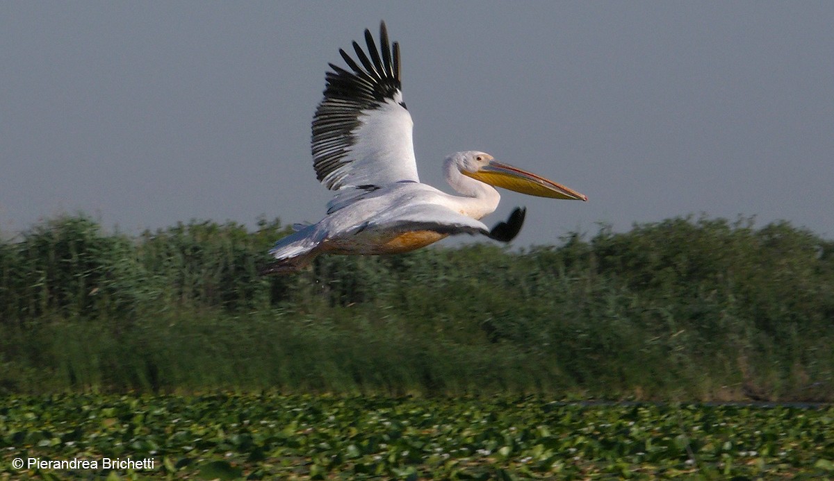 pelikán bílý - ML204530081