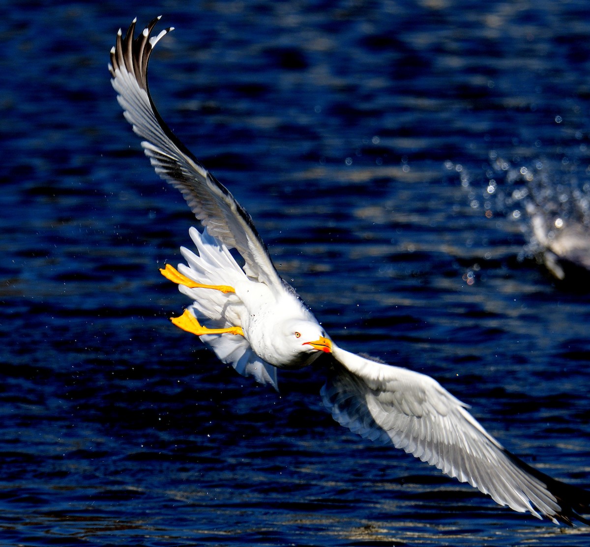 Yellow-legged Gull - Theodosis Mamais