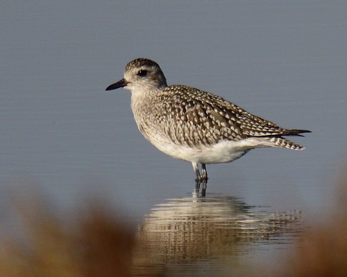 Black-bellied Plover - Theodosis Mamais