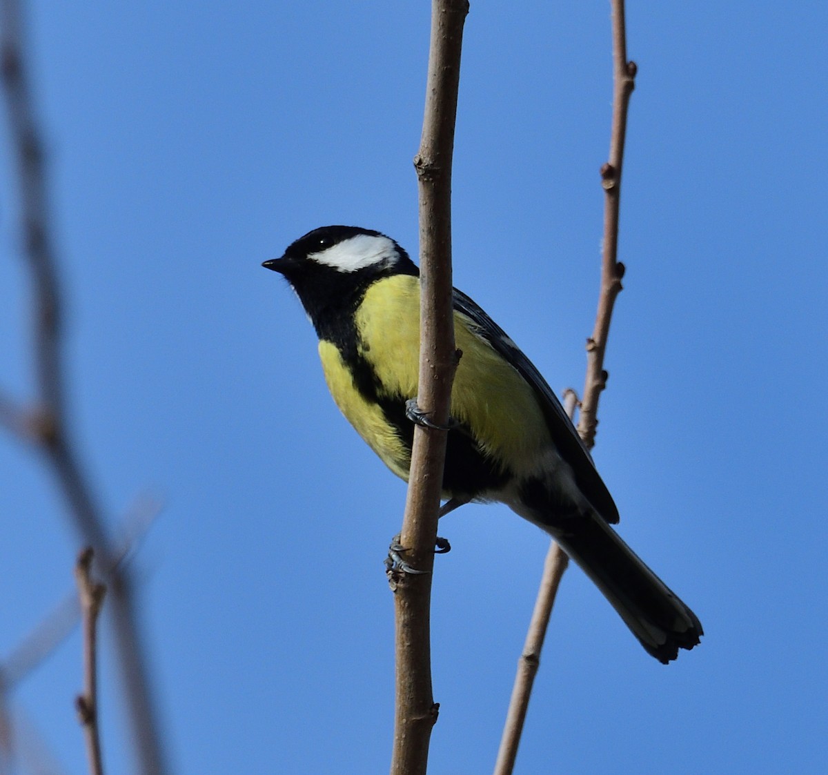 Great Tit (Great) - Theodosis Mamais