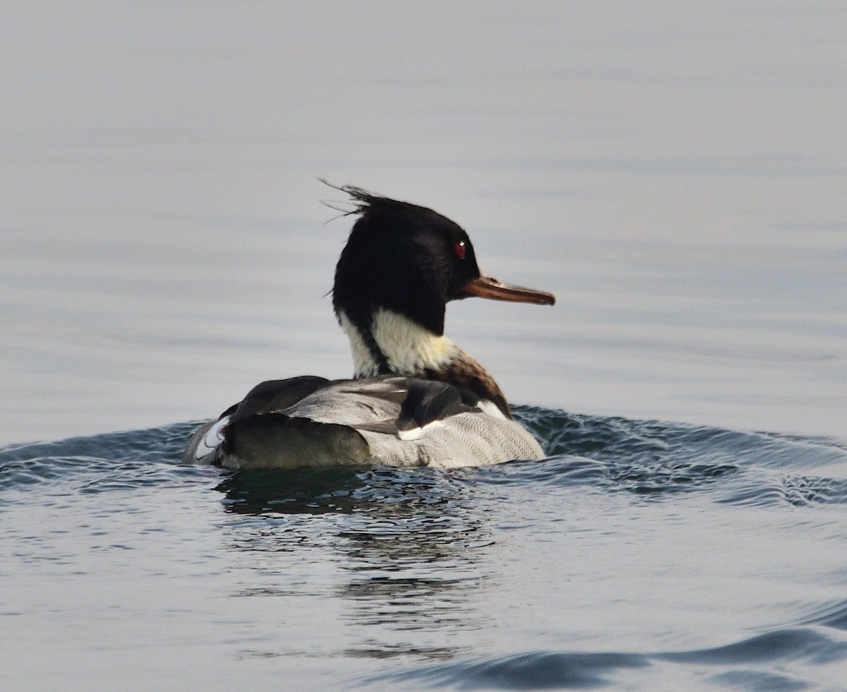 Red-breasted Merganser - Theodosis Mamais