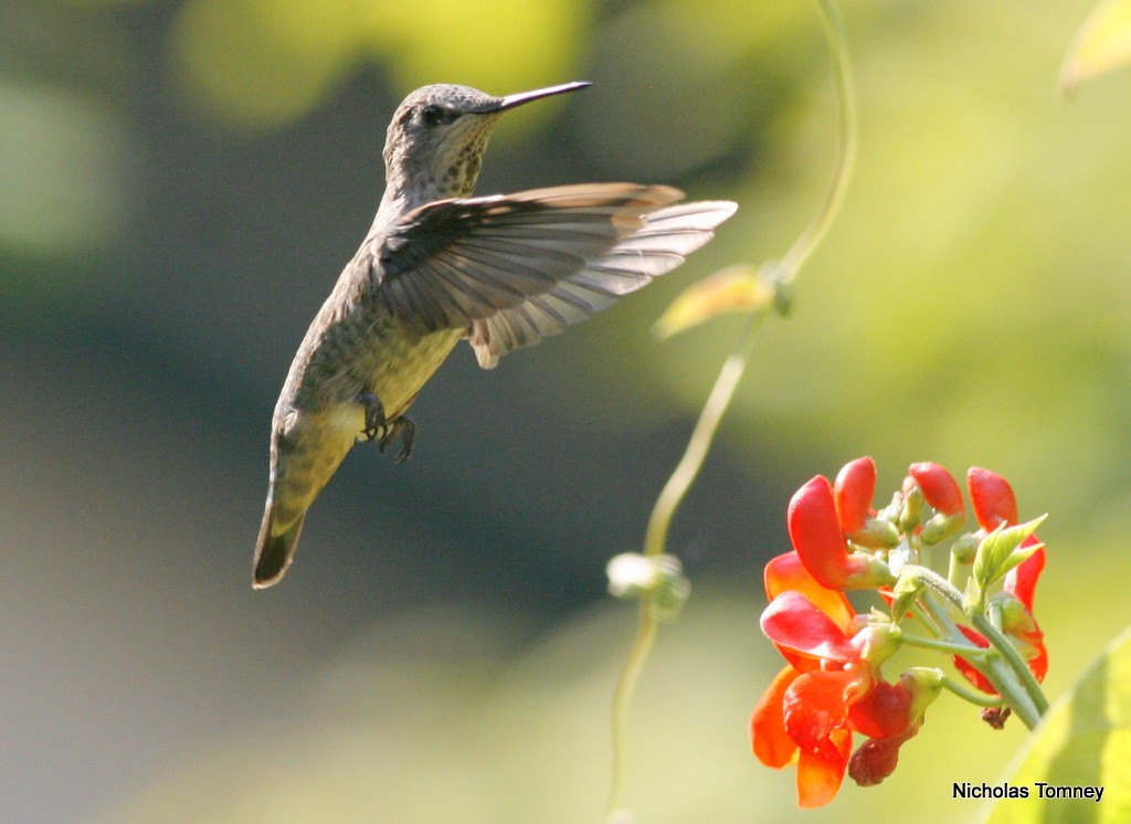 Anna's Hummingbird - Nicholas Tomney