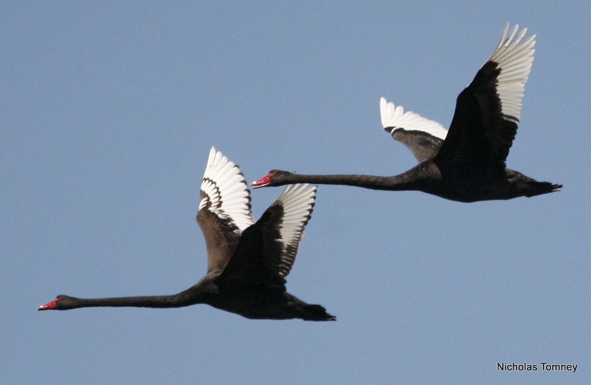 Black Swan - Nicholas Tomney