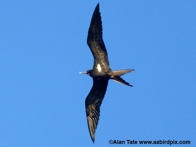 Lesser Frigatebird (Lesser) - Alan Tate