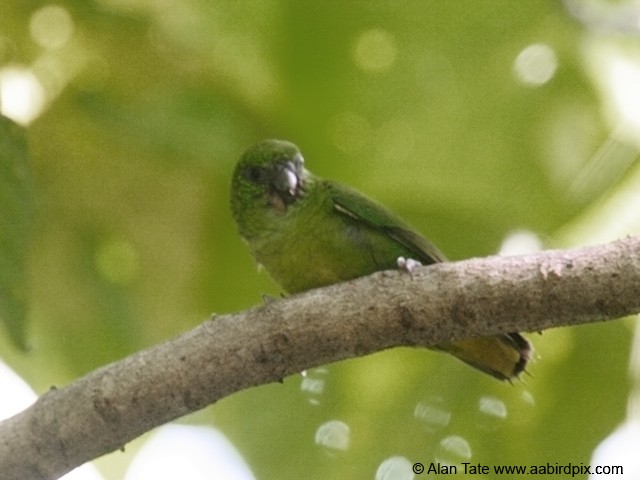 Папужка-пігмей зелений - ML204532751