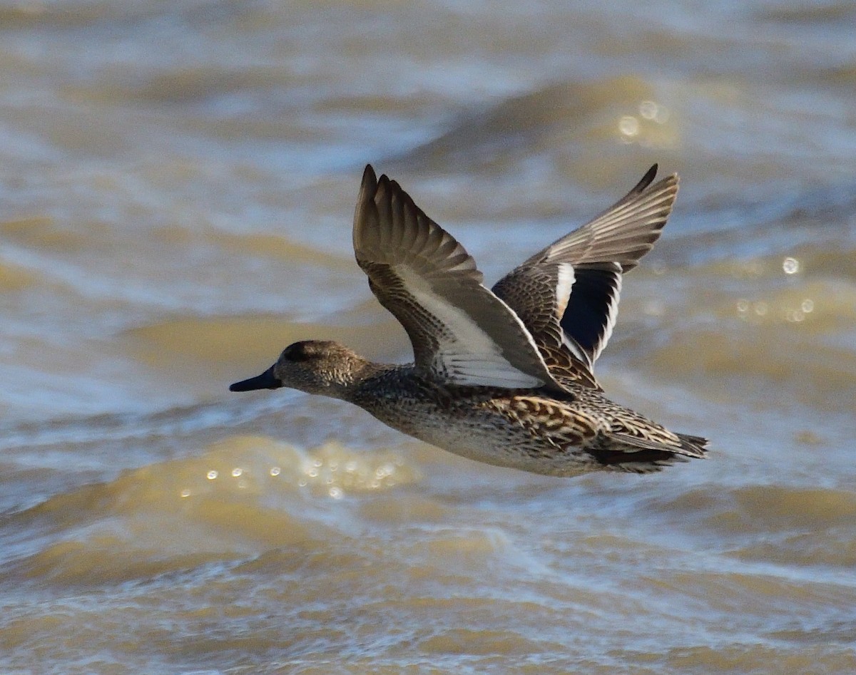Green-winged Teal - Theodosis Mamais