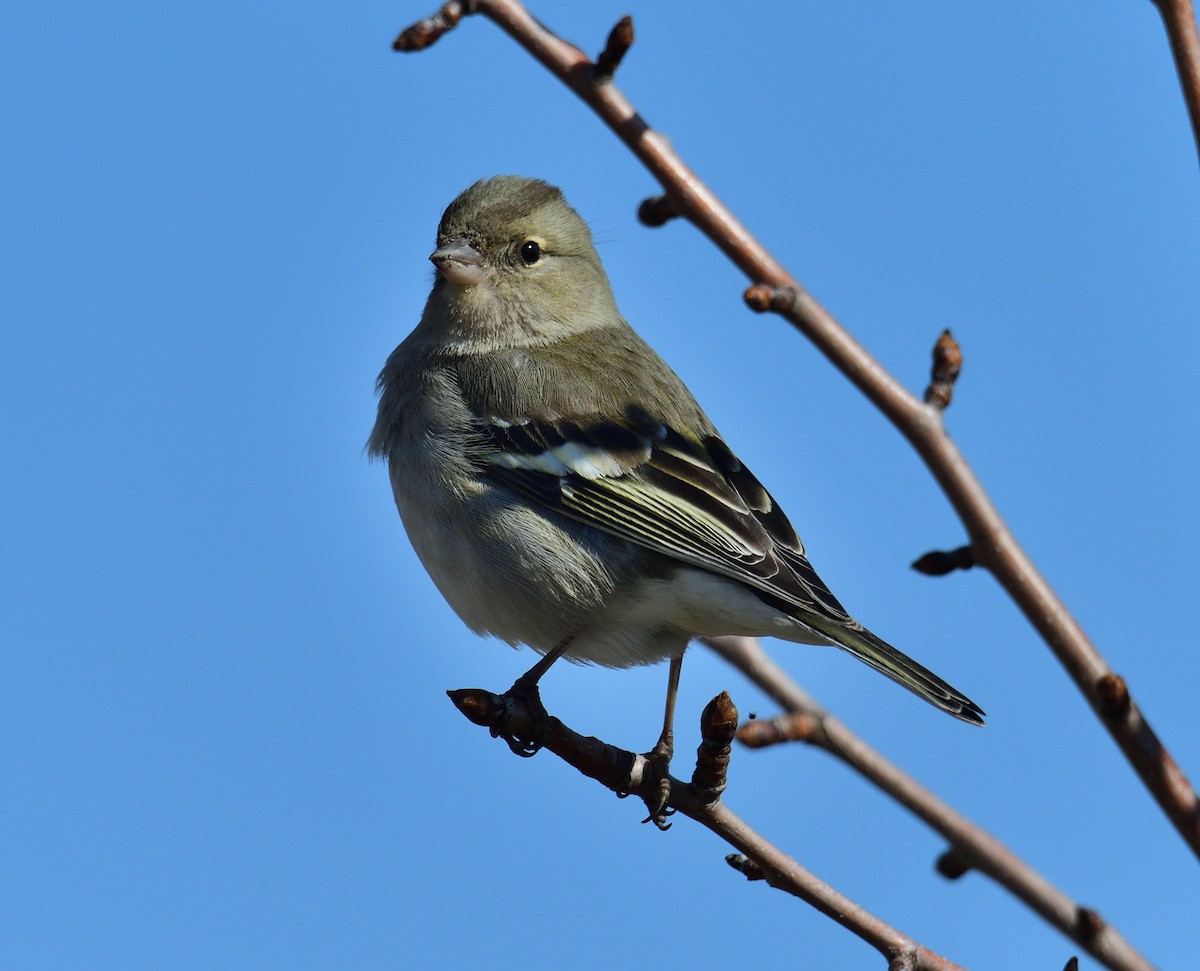 Common Chaffinch - Theodosis Mamais