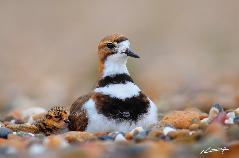 Two-banded Plover - ML204533501