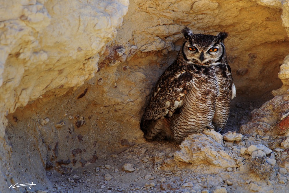 Lesser Horned Owl - Kevin Zaouali