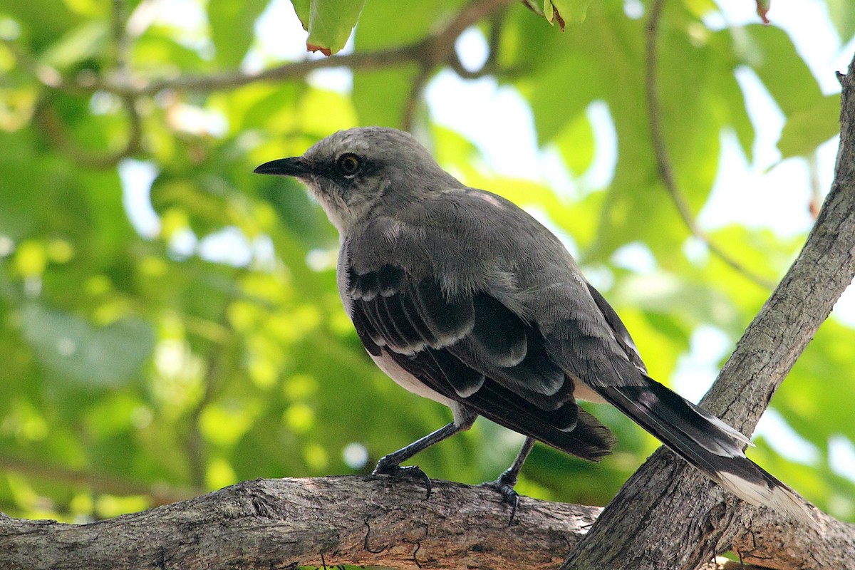 Tropical Mockingbird - DANNIE POLLEY