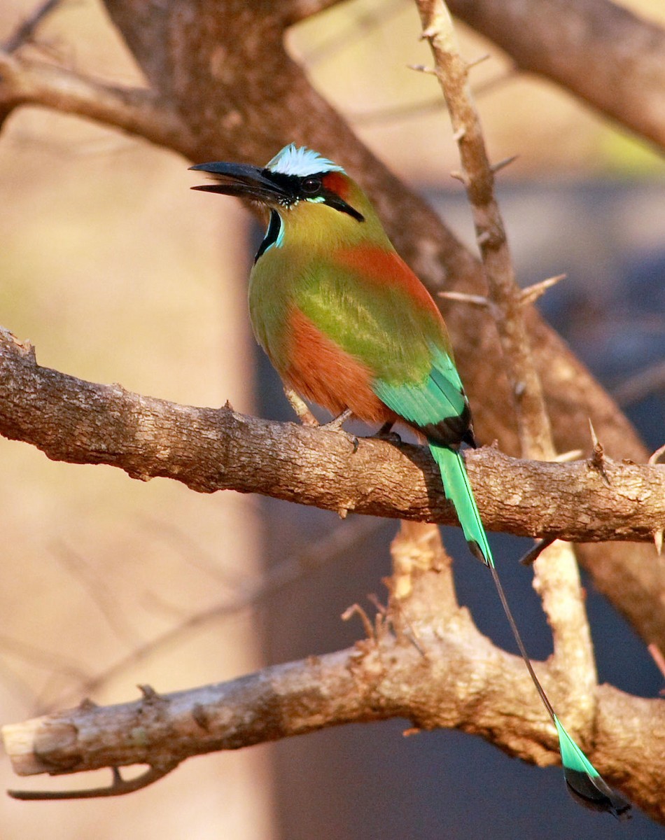 Turquoise-browed Motmot - DANNIE POLLEY