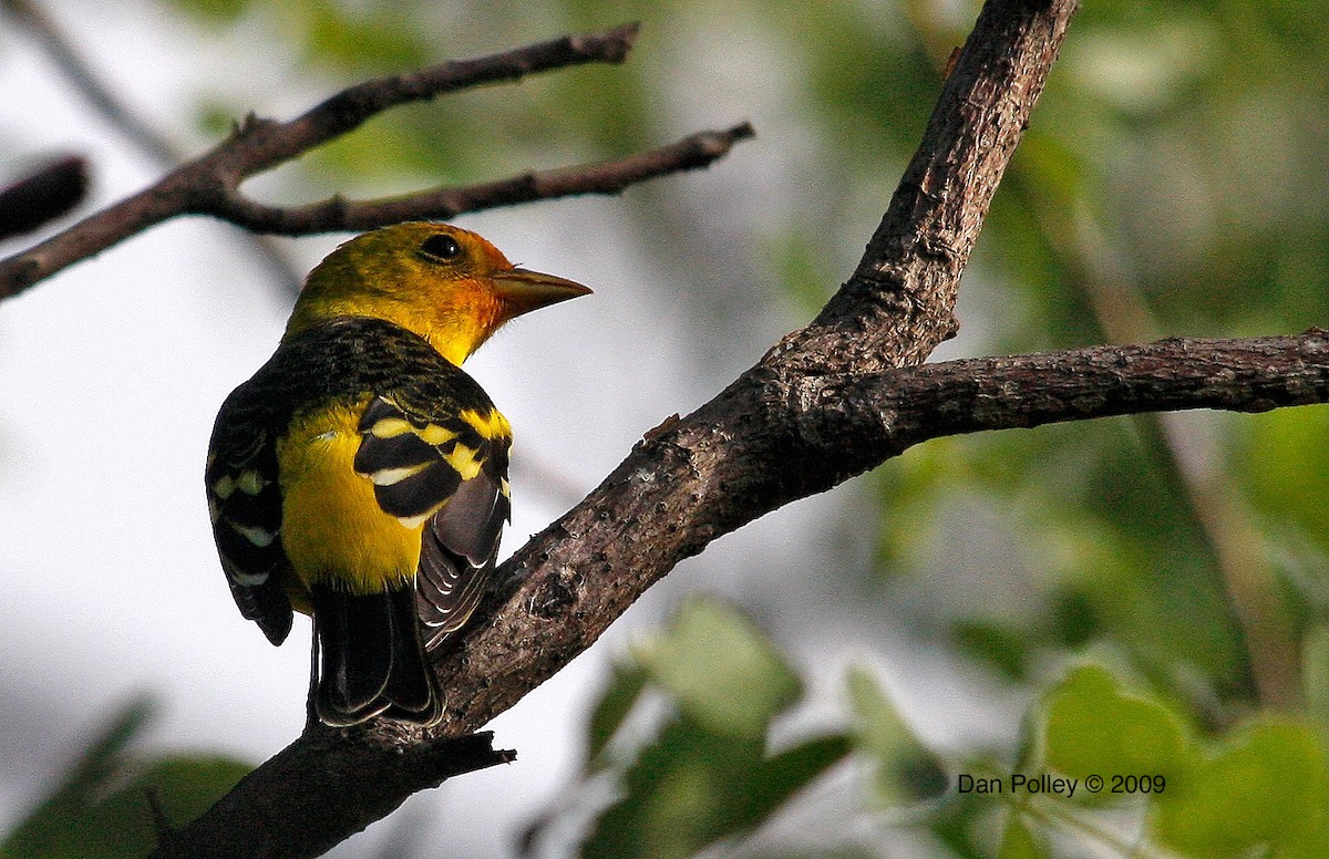 Western Tanager - DANNIE POLLEY