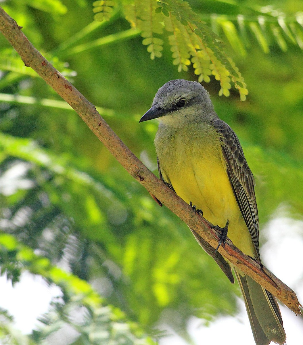Tropical Kingbird - DANNIE POLLEY