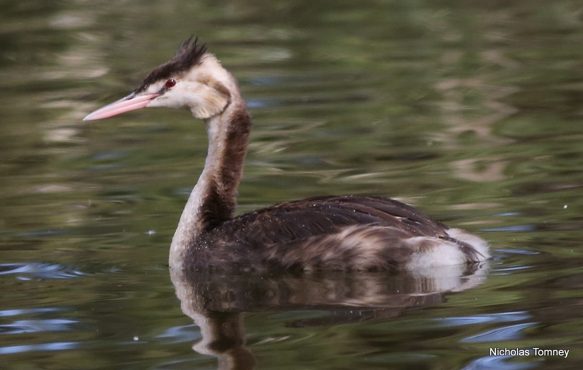 Great Crested Grebe - Nicholas Tomney