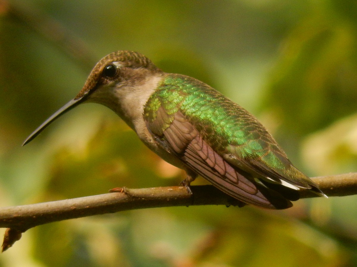 Ruby-throated Hummingbird - Eric Cormier