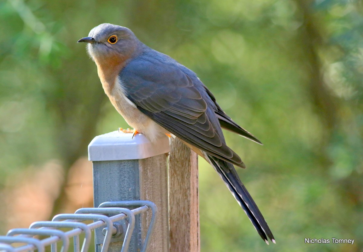 Fan-tailed Cuckoo - Nicholas Tomney