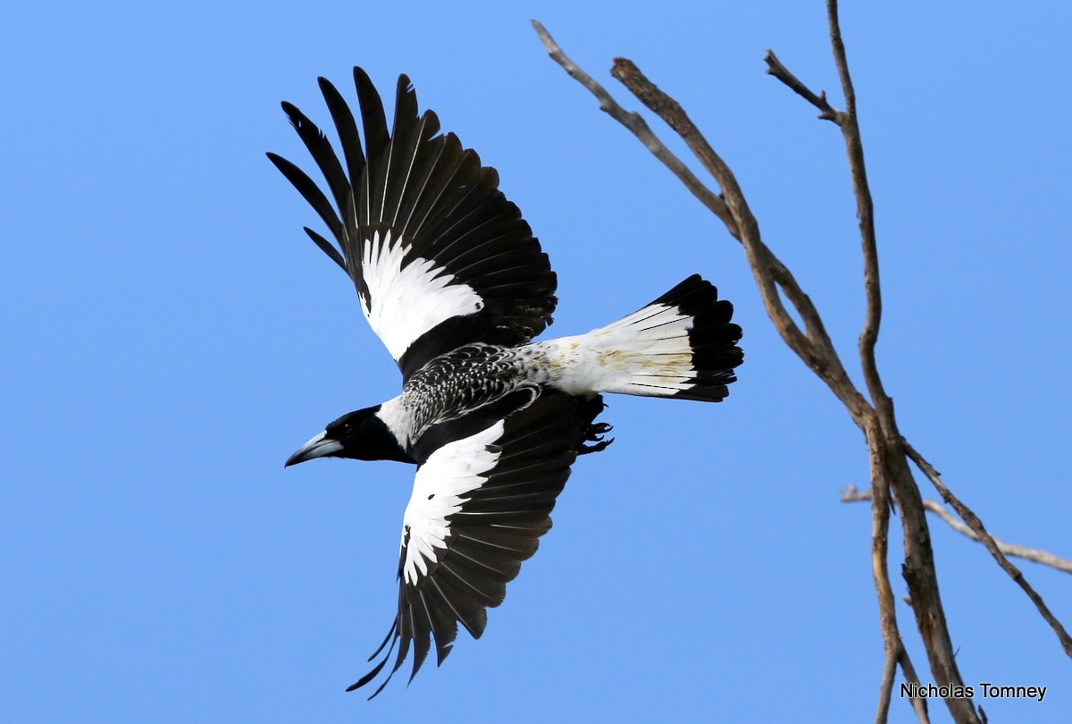 Australian Magpie (Western) - Nicholas Tomney