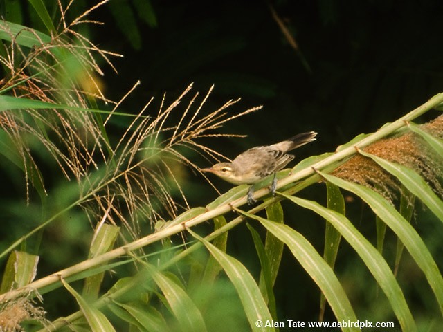 Northern Marquesan Reed Warbler - Alan Tate