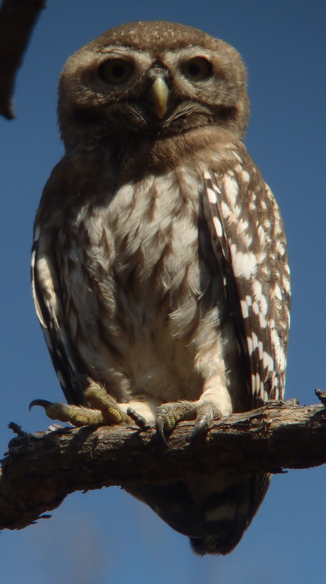 Forest Owlet - ML204535061