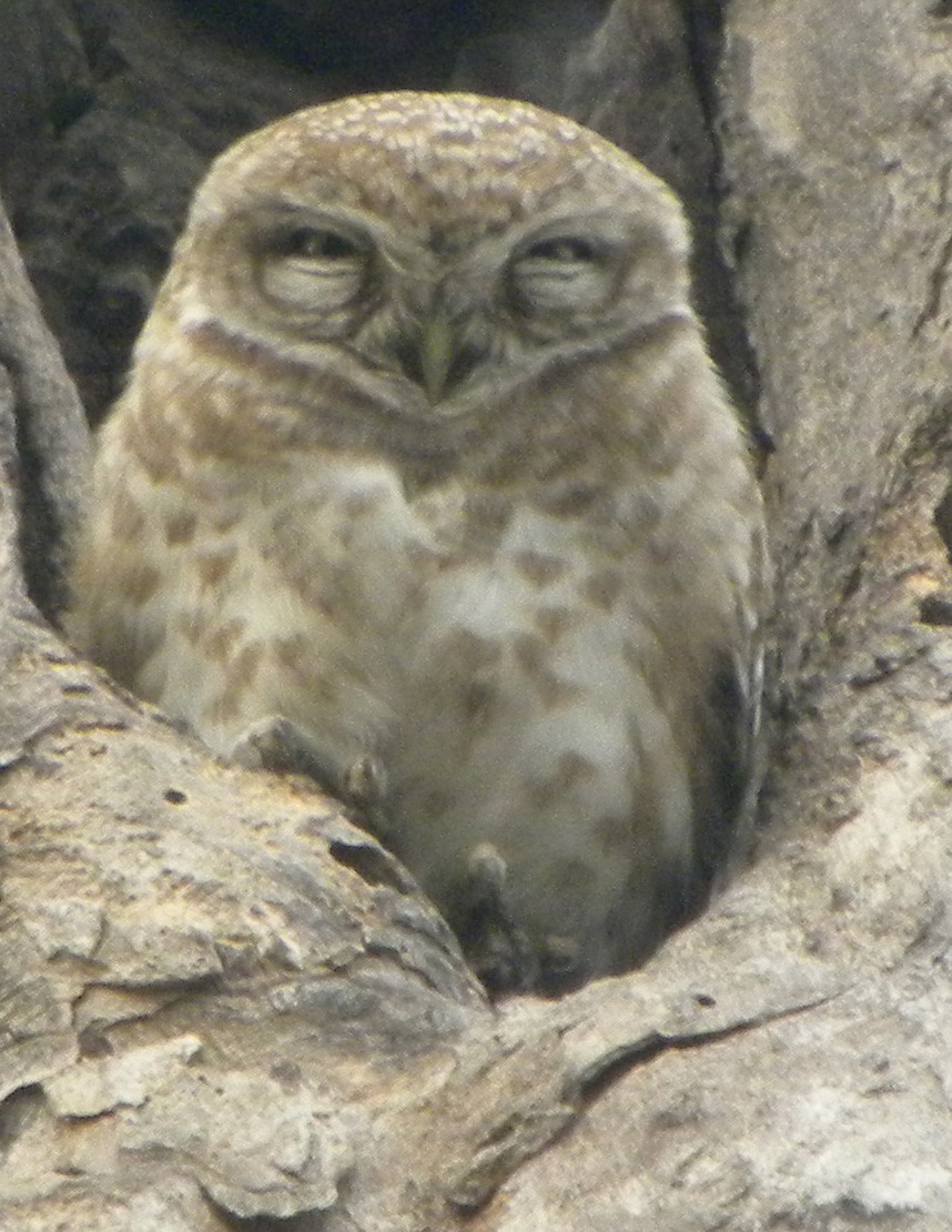 Spotted Owlet - ML204535071