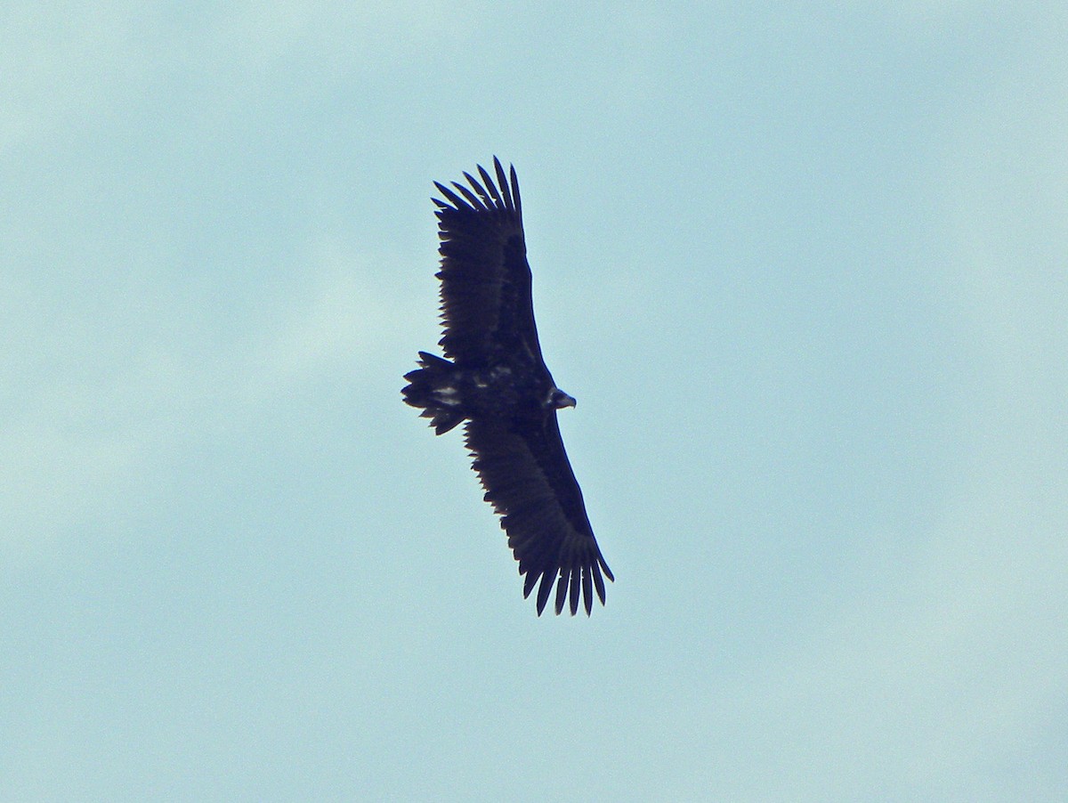 Cinereous Vulture - ML204535101