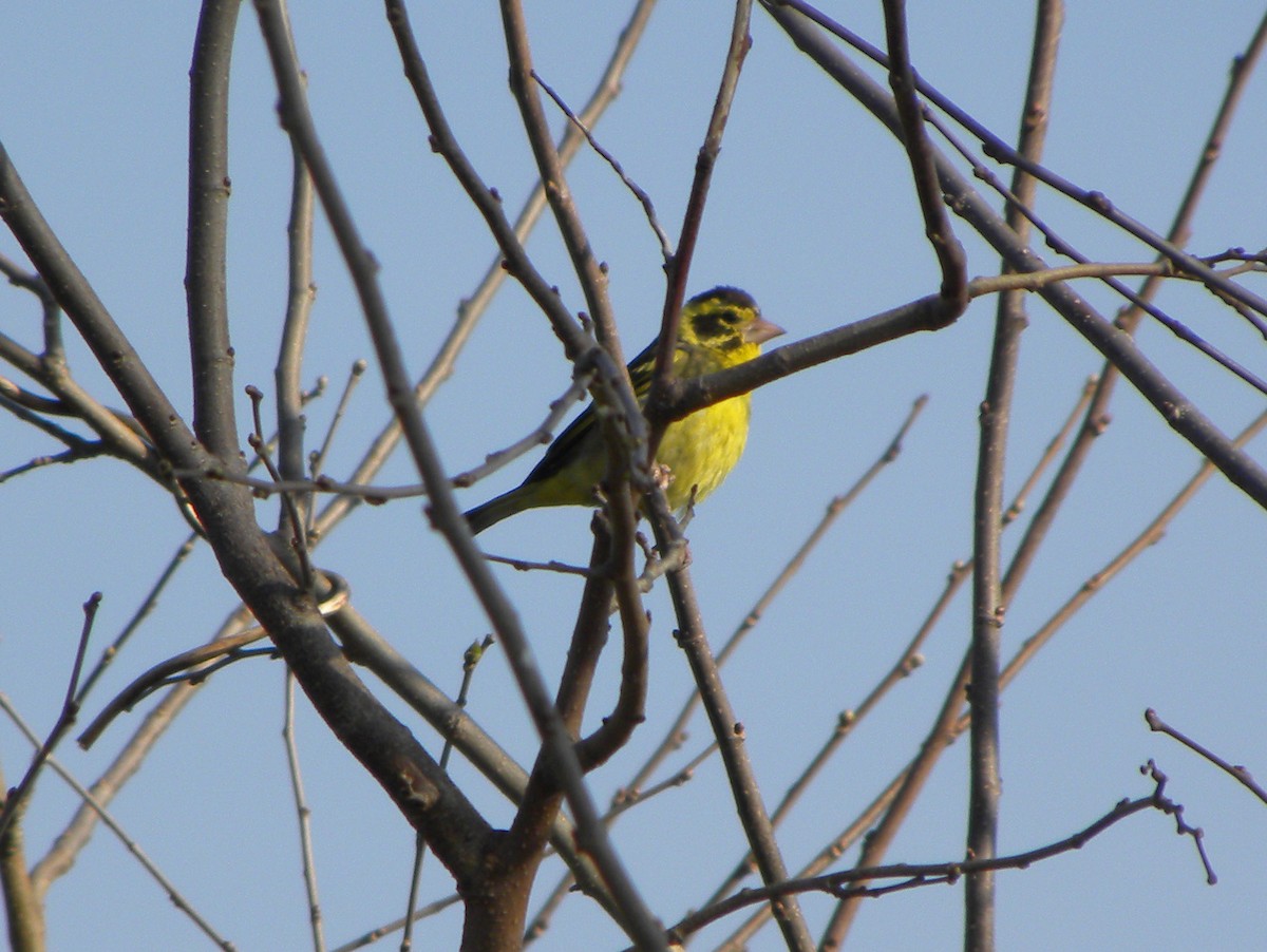 Yellow-breasted Greenfinch - ML204535151