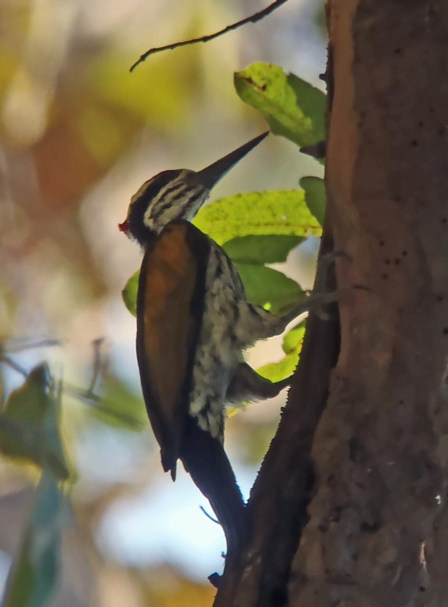 White-naped Woodpecker - ML204535191